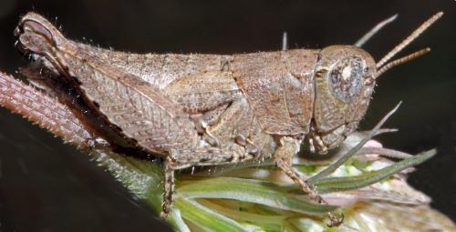 Pezotettix giornae